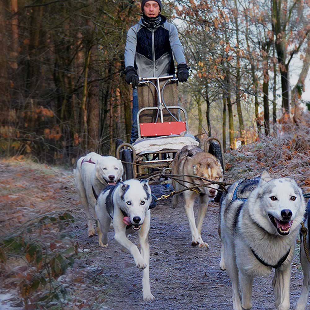 Sledehonden trainer
