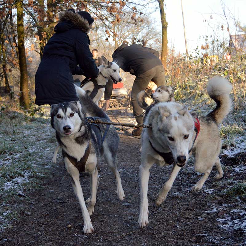 Sledehonden trainen