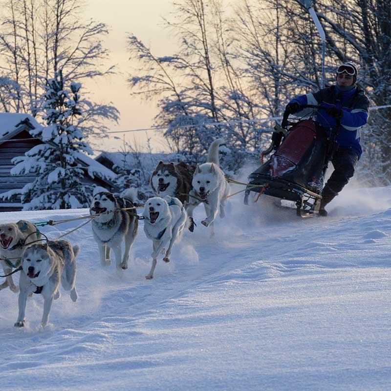 Sledehonden trainen